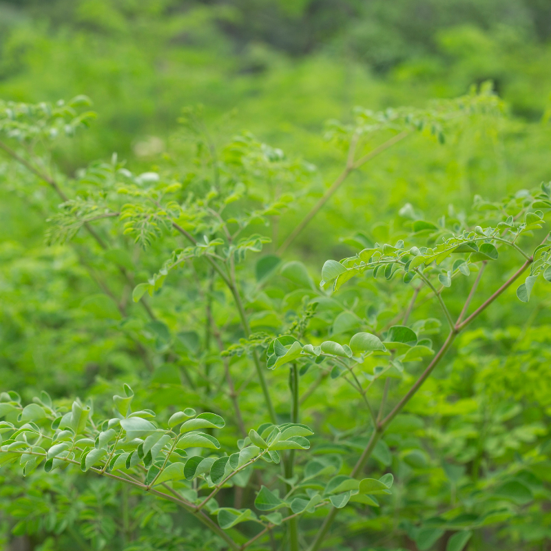 Drumstick, Moringa seeds - 30