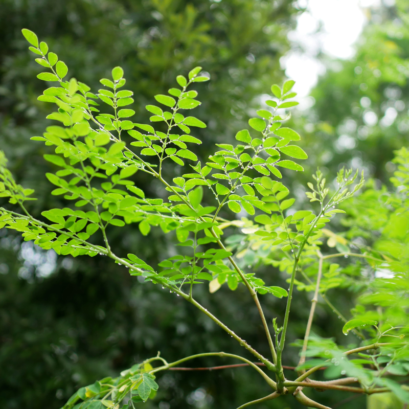 Drumstick, Moringa seeds - 30