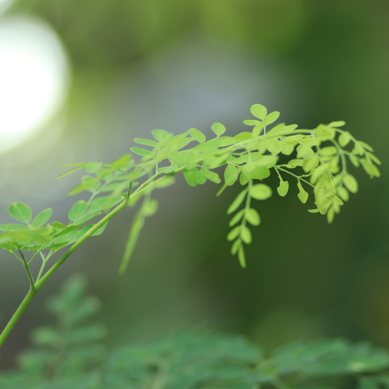 Drumstick, Moringa seeds - 30