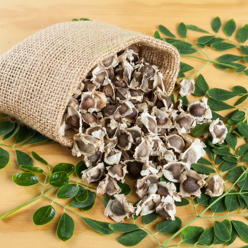 Drumstick, Moringa seeds - 30
