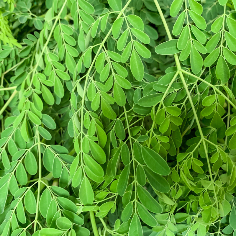 Drumstick, Moringa seeds - 30