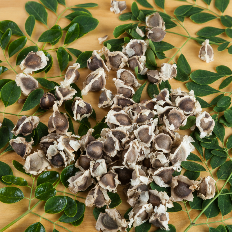 Drumstick, Moringa seeds - 30