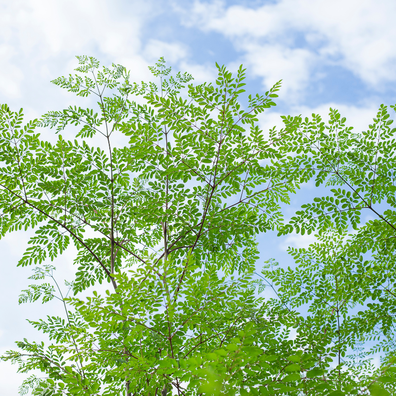 Drumstick, Moringa seeds - 30
