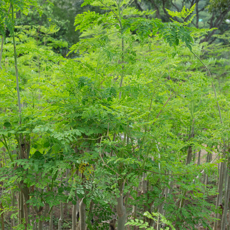 Drumstick, Moringa seeds - 30