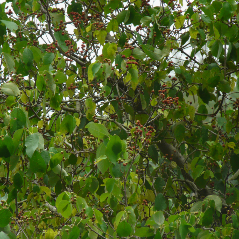 Kamala tree, Red kamala seeds - 30
