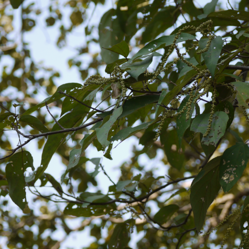 Kamala tree, Red kamala seeds - 30