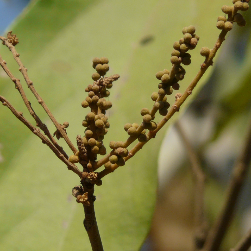 Kamala tree, Red kamala seeds - 30