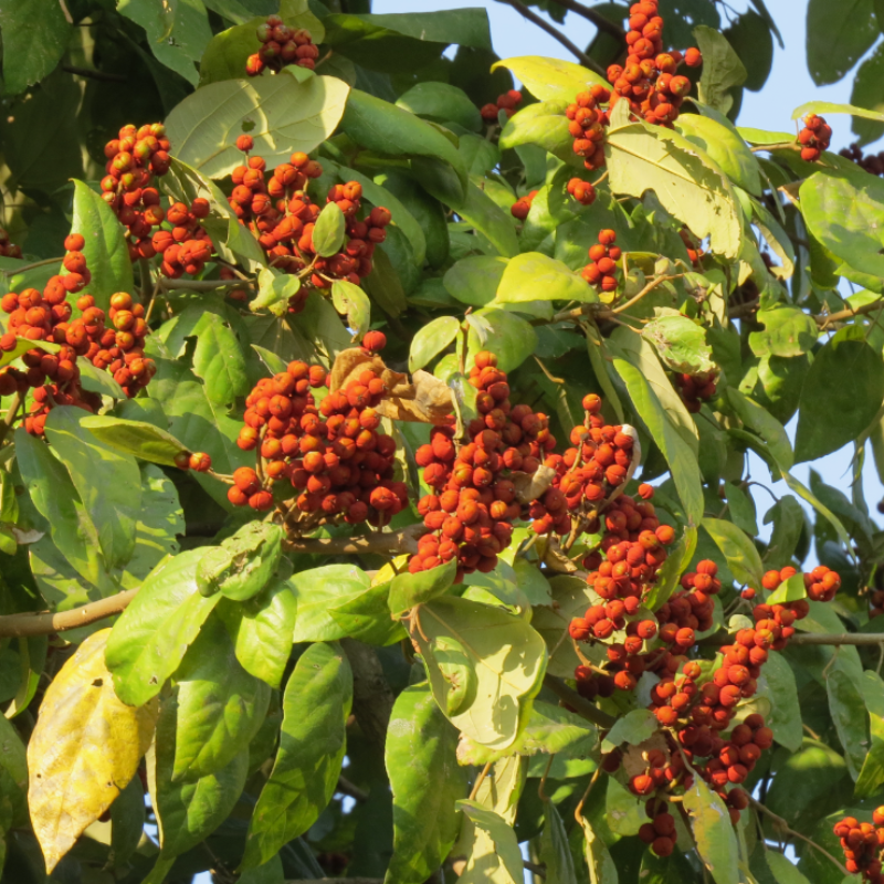 Kamala tree, Red kamala seeds - 30
