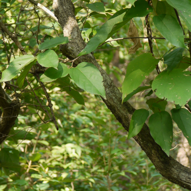 Kamala tree, Red kamala seeds - 30