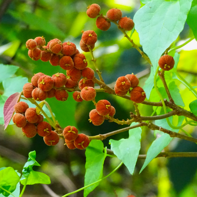 Kamala tree, Red kamala seeds - 30