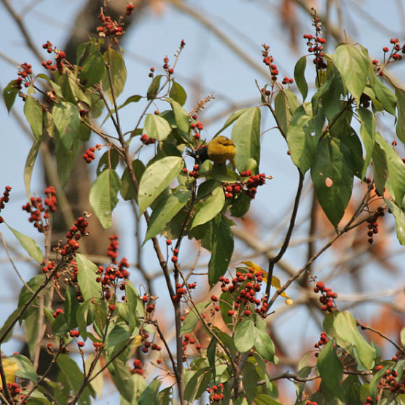 Kamala tree, Red kamala seeds - 30