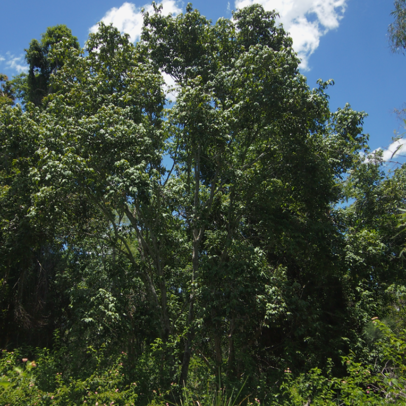 Kamala tree, Red kamala seeds - 30