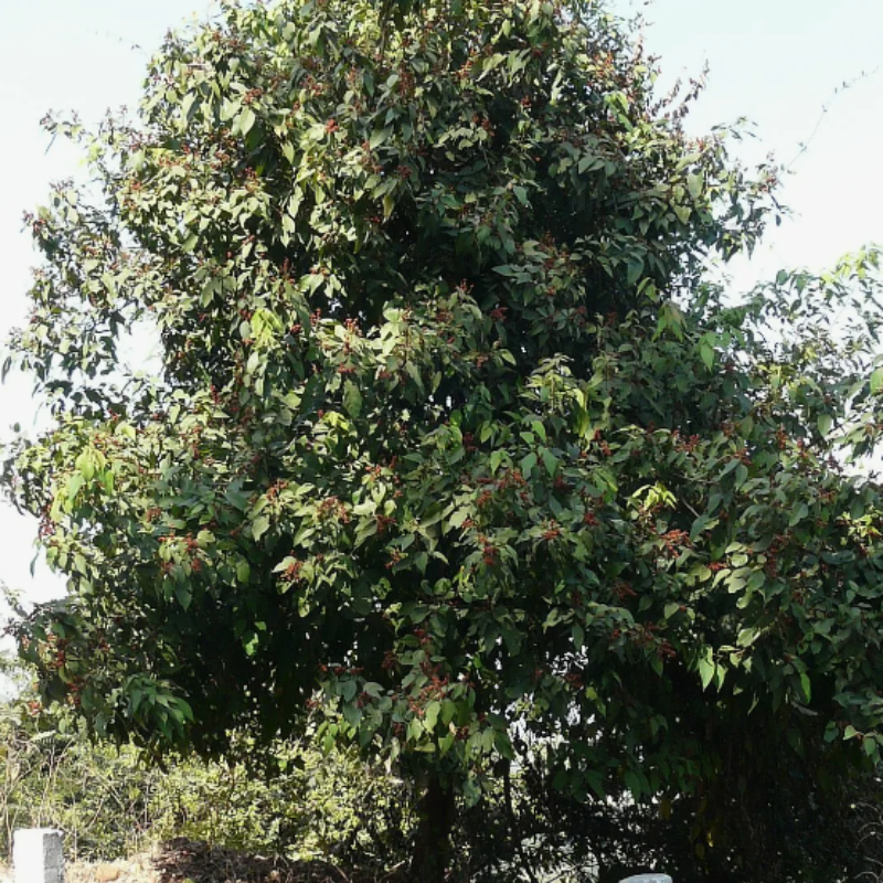 Kamala tree, Red kamala seeds - 30