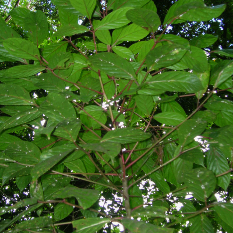 Bishop wood, Bischofia javanica seeds - 30