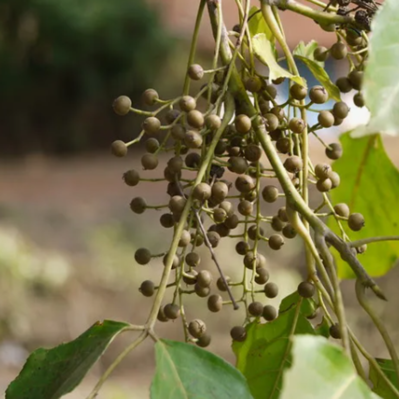 Bishop wood, Bischofia javanica seeds - 30