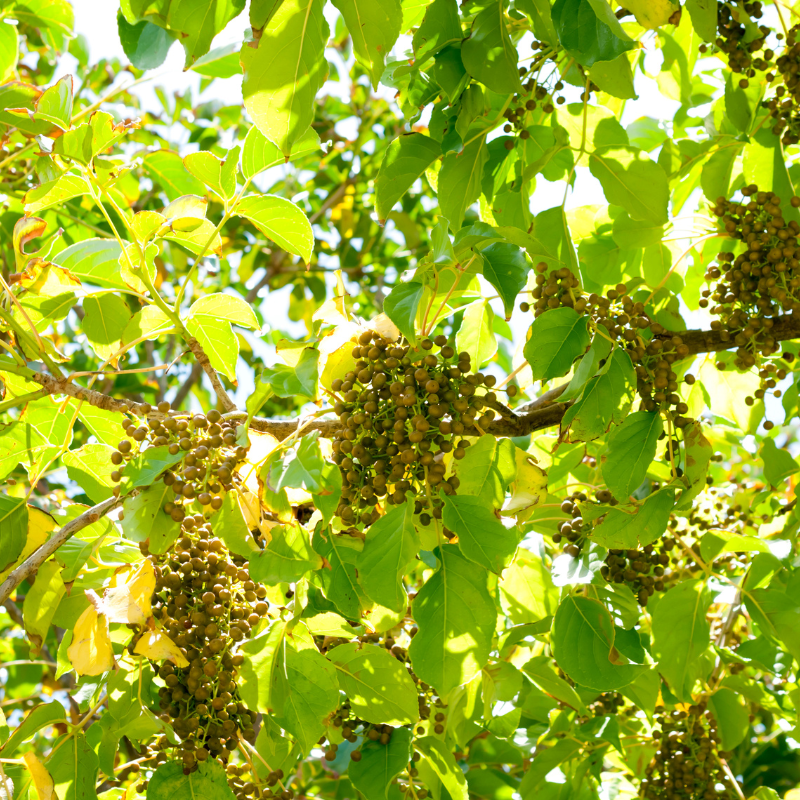 Bishop wood, Bischofia javanica seeds - 30