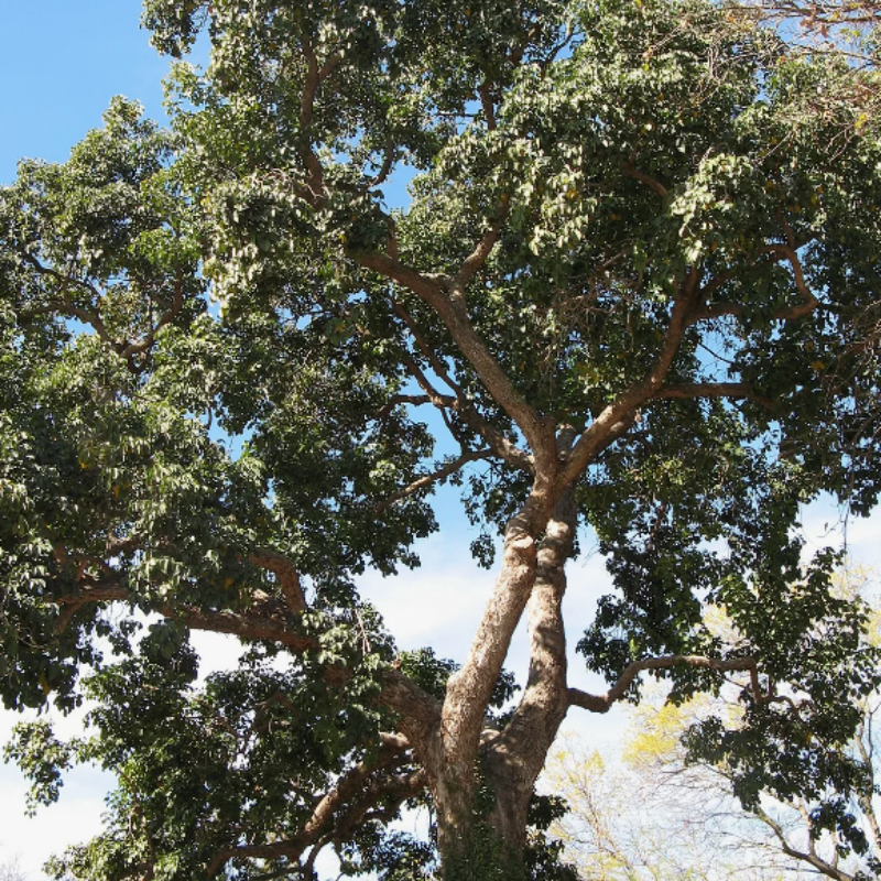 Bishop wood, Bischofia javanica seeds - 30