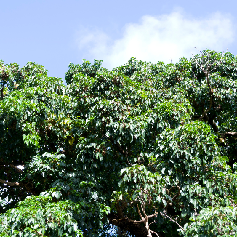 Bishop wood, Bischofia javanica seeds - 30