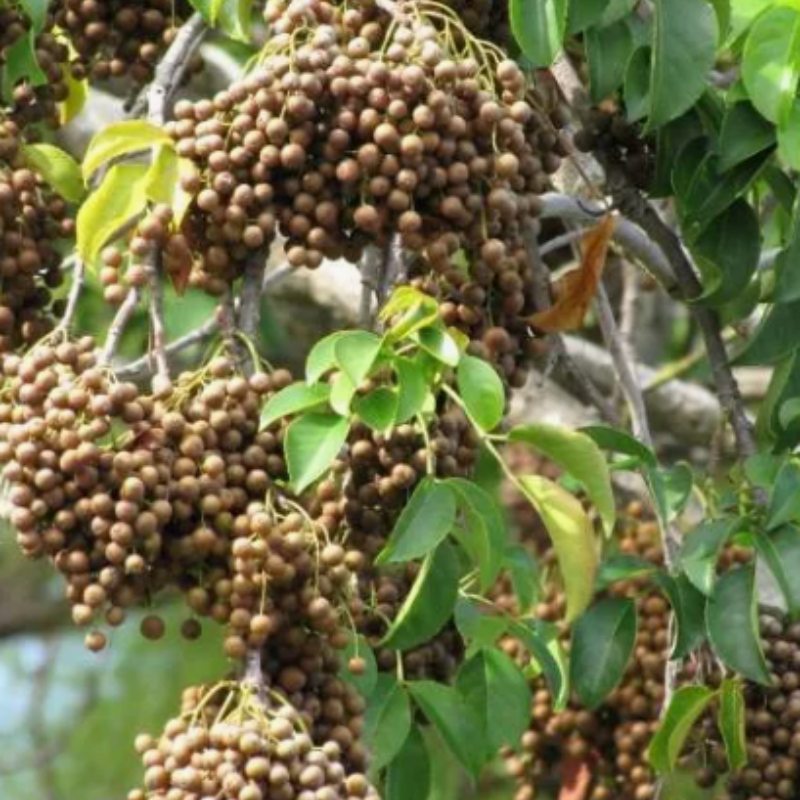 Bishop wood, Bischofia javanica seeds - 30
