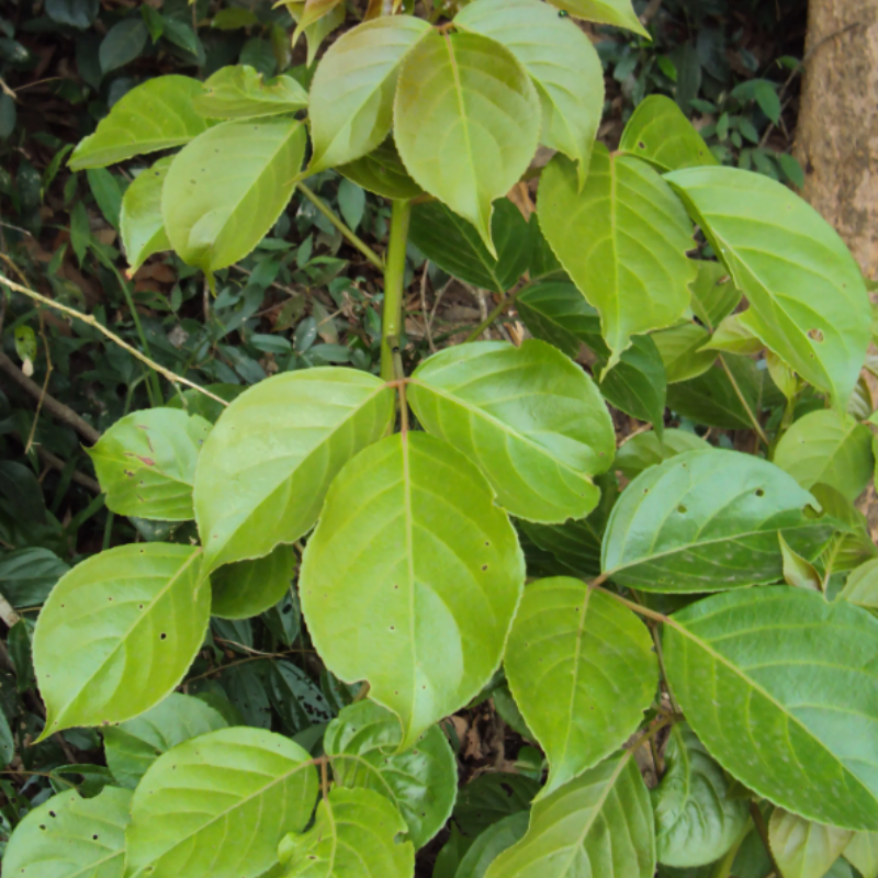 Bishop wood, Bischofia javanica seeds - 30