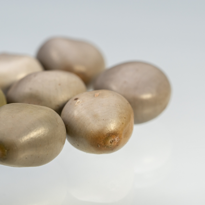 Grey nicker, Nicker bean, Caesalpinia bonduc seeds - 5