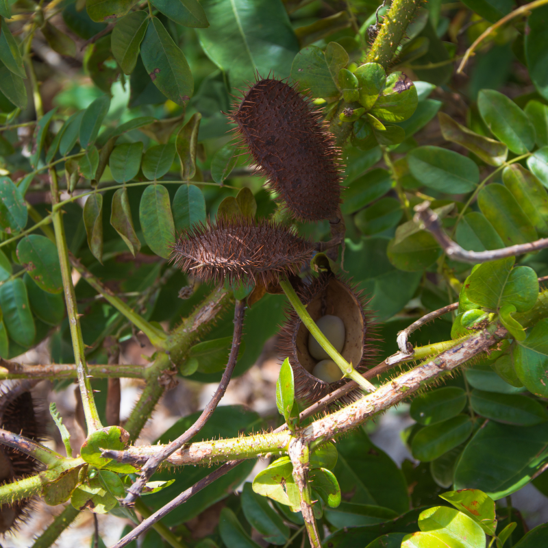Grey nicker, Nicker bean, Caesalpinia bonduc seeds - 5