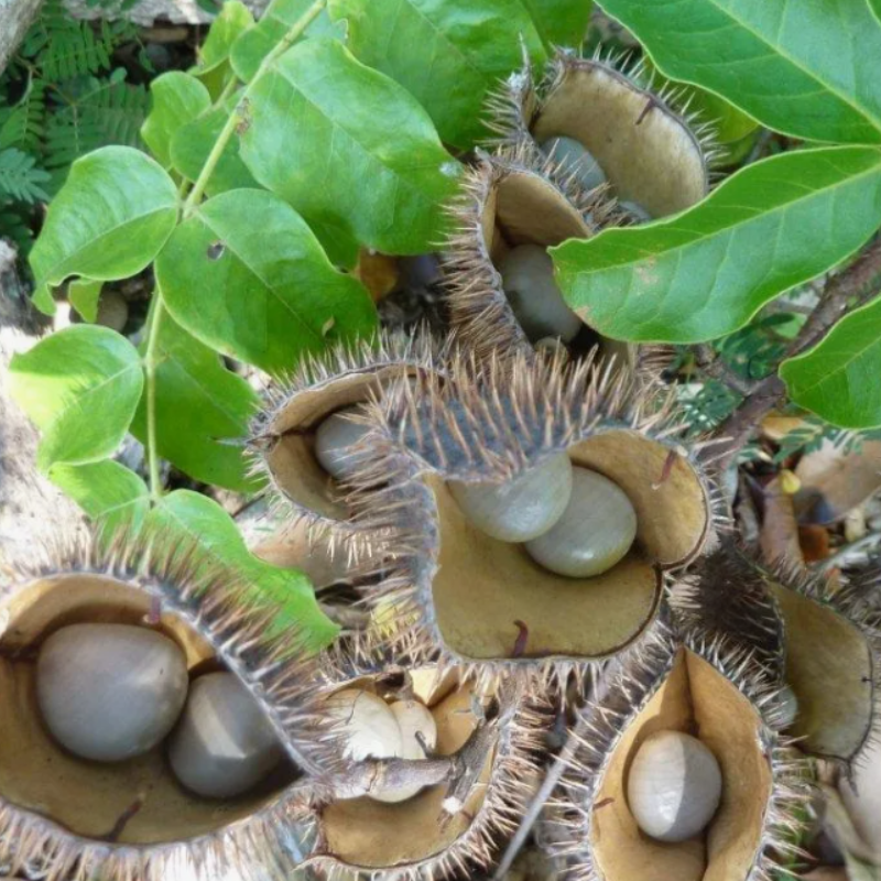 Grey nicker, Nicker bean, Caesalpinia bonduc seeds - 5