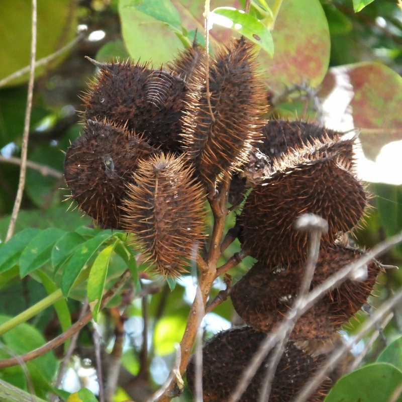 Grey nicker, Nicker bean, Caesalpinia bonduc seeds - 5