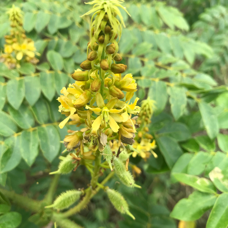 Grey nicker, Nicker bean, Caesalpinia bonduc seeds - 5