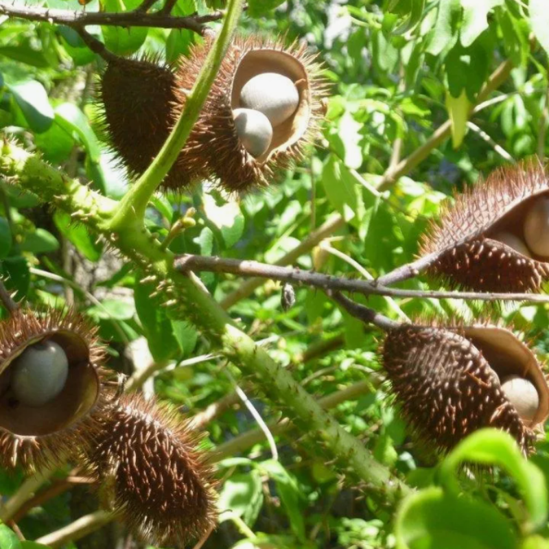 Grey nicker, Nicker bean, Caesalpinia bonduc seeds - 5