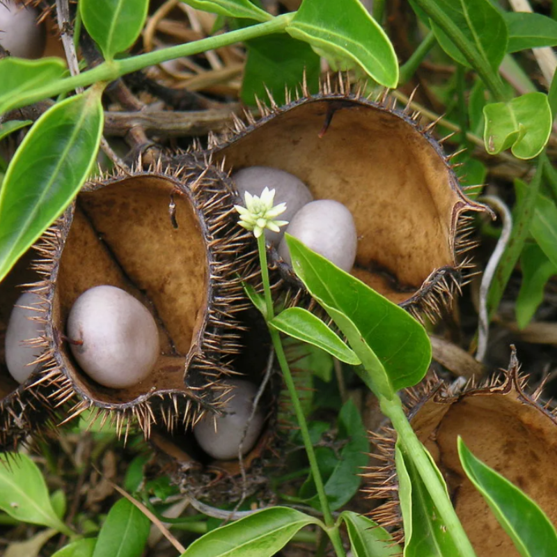 Grey nicker, Nicker bean, Caesalpinia bonduc seeds - 5