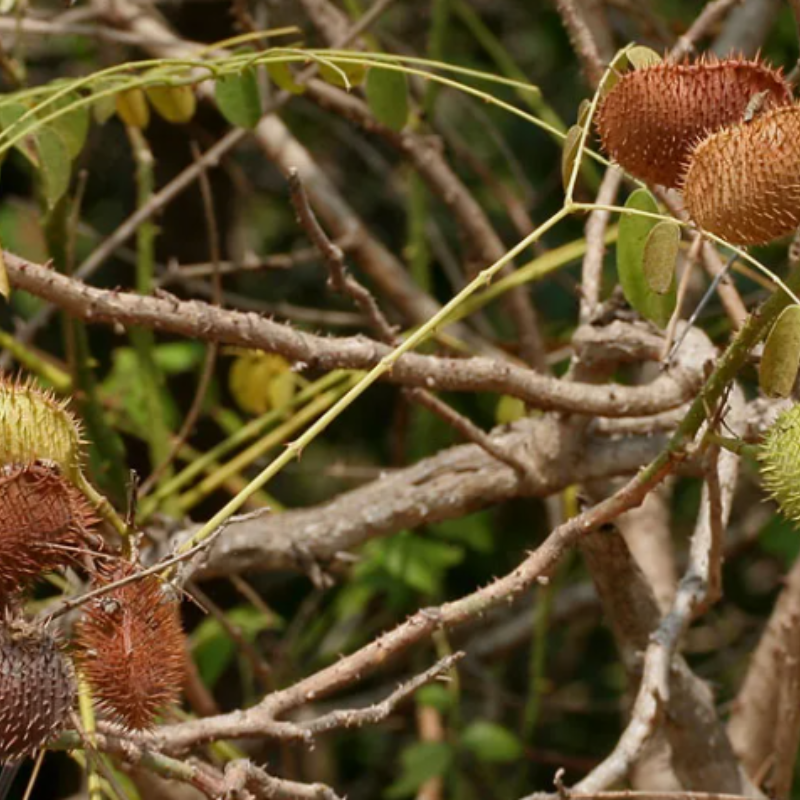 Grey nicker, Nicker bean, Caesalpinia bonduc seeds - 5