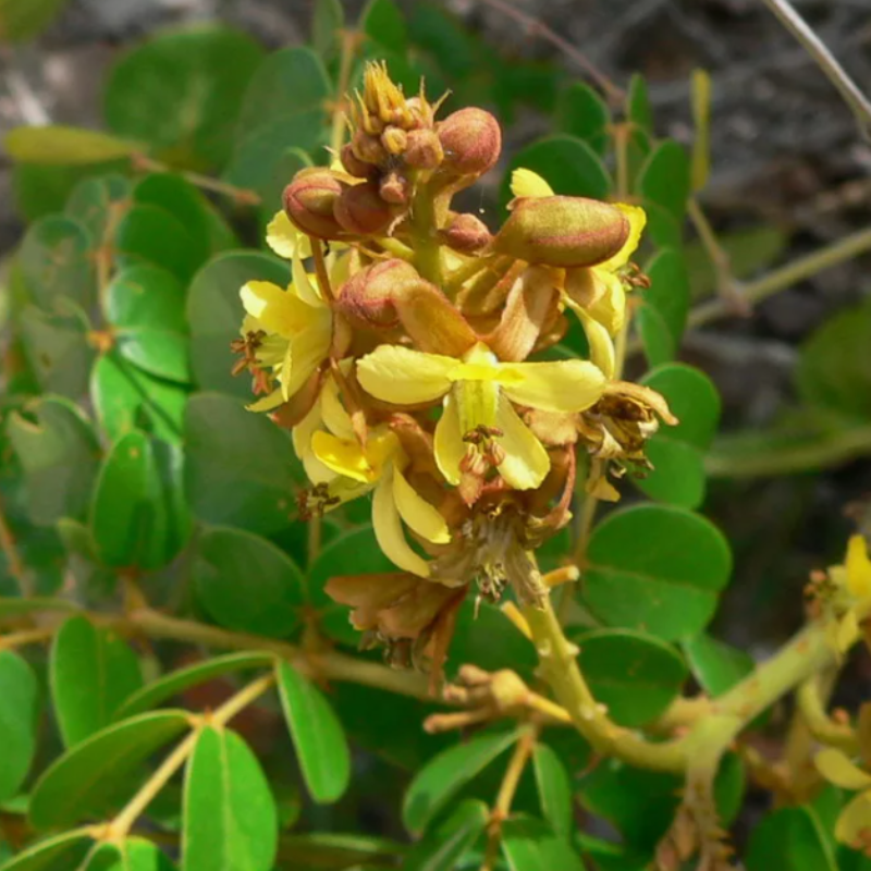 Grey nicker, Nicker bean, Caesalpinia bonduc seeds - 5