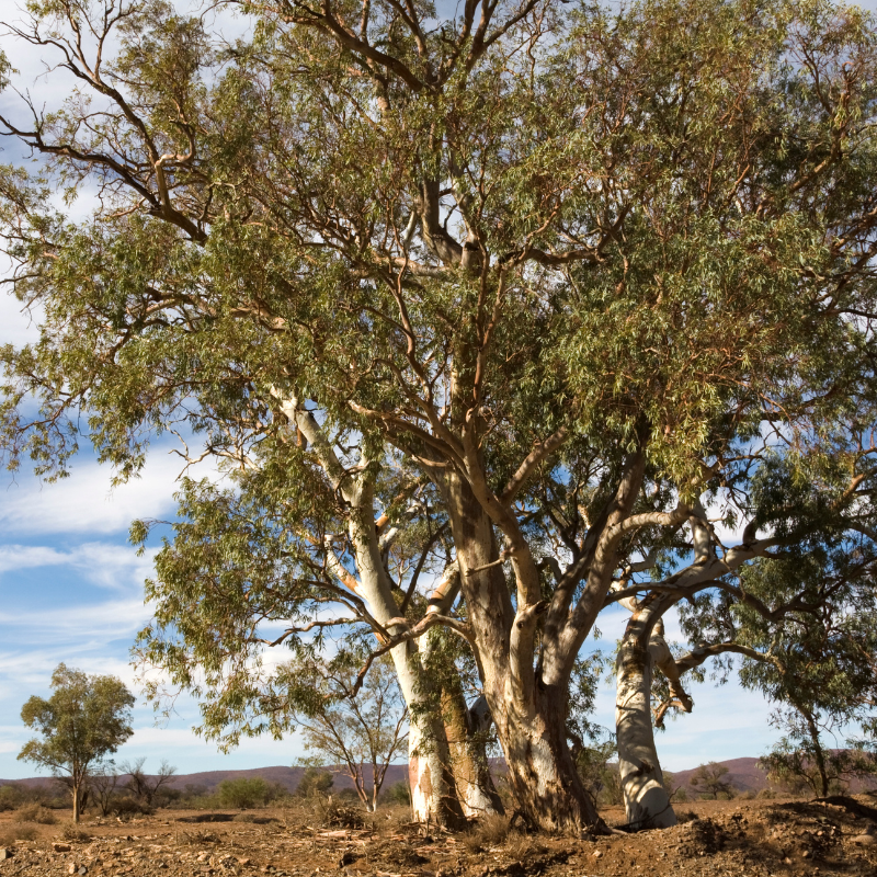 River Red Gum, Eucalyptus camaldulensis seeds - 200