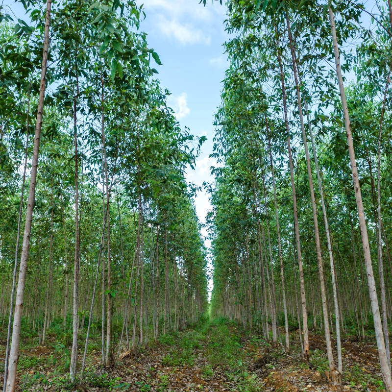 River Red Gum, Eucalyptus camaldulensis seeds - 200