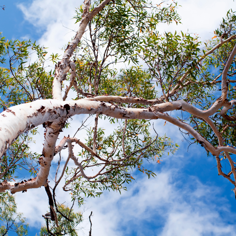 River Red Gum, Eucalyptus camaldulensis seeds - 200