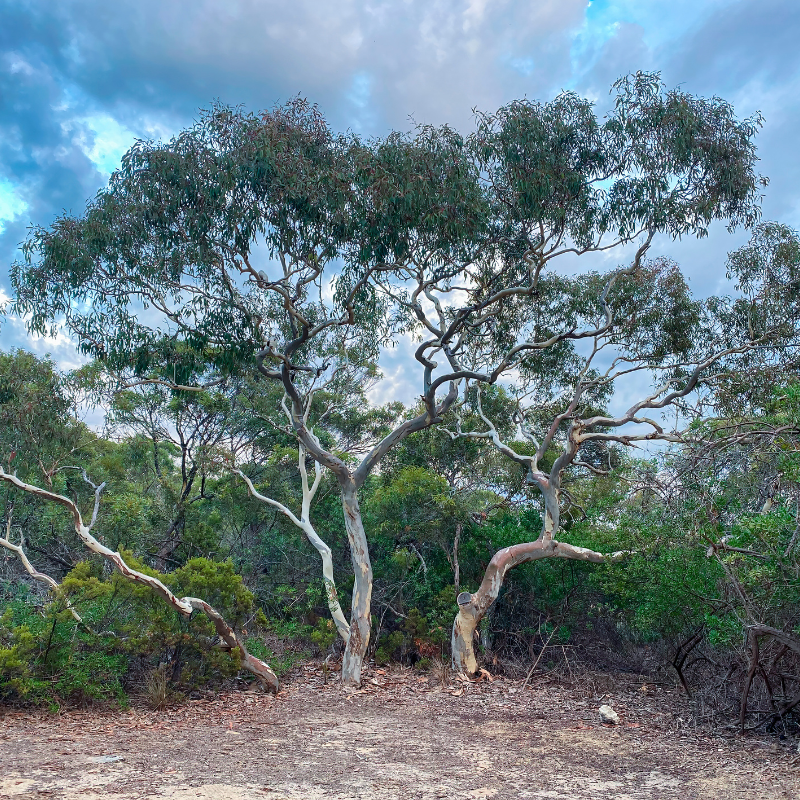 River Red Gum, Eucalyptus camaldulensis seeds - 200
