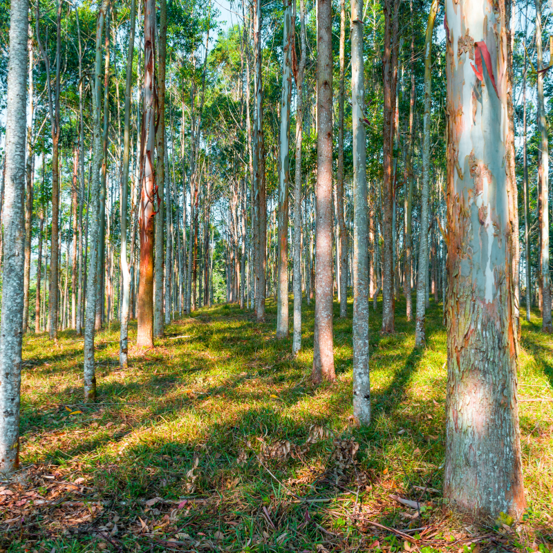 River Red Gum, Eucalyptus camaldulensis seeds - 200