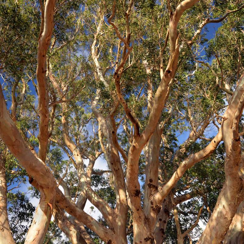 River Red Gum, Eucalyptus camaldulensis seeds - 200