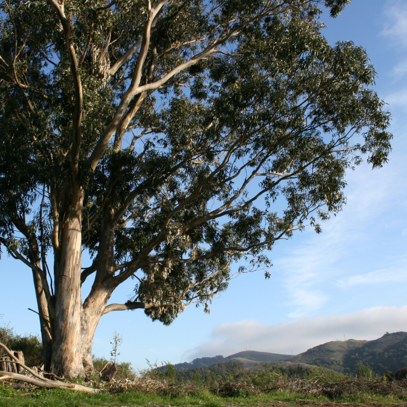 River Red Gum, Eucalyptus camaldulensis seeds - 200