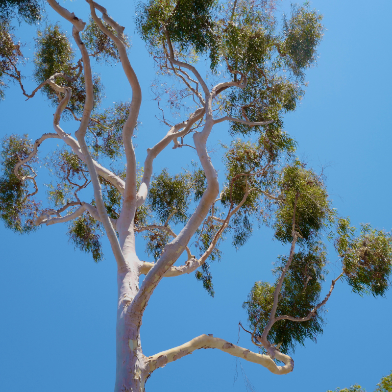 River Red Gum, Eucalyptus camaldulensis seeds - 200