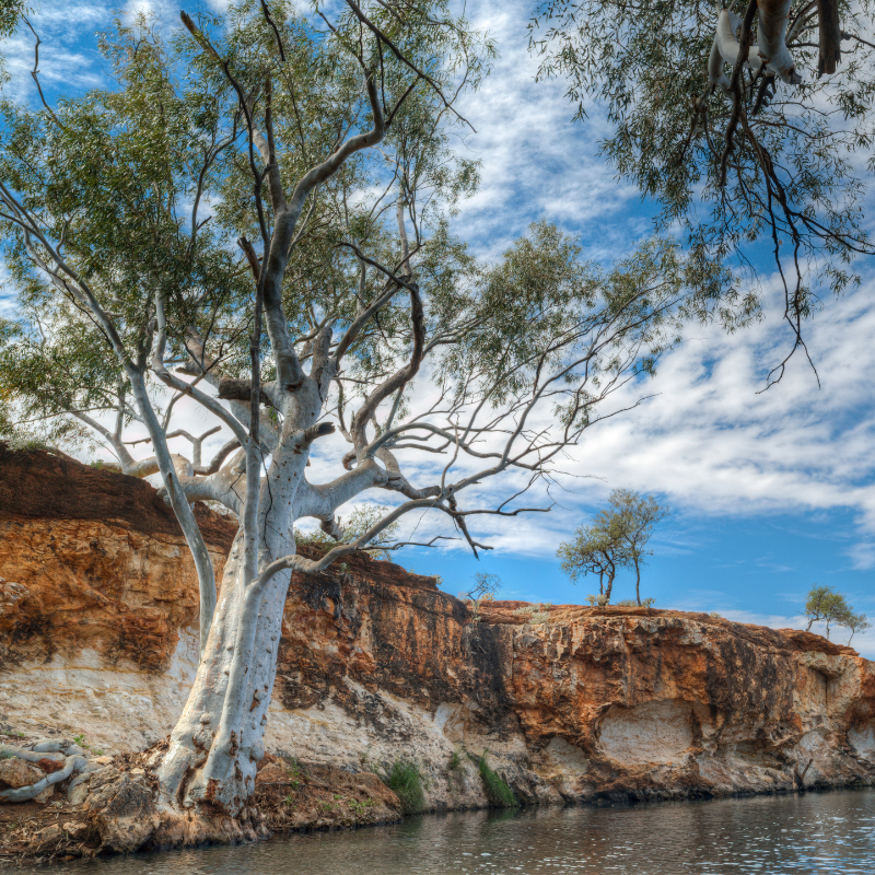 River Red Gum, Eucalyptus camaldulensis seeds - 200