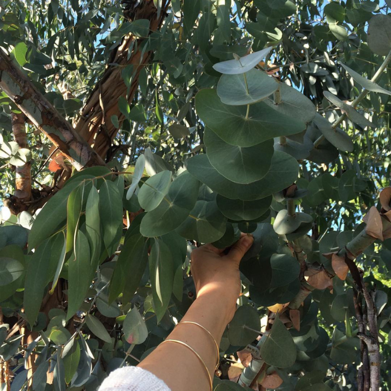 Eucalyptus Hybrid, Clonal Eucalyptus seeds - 200