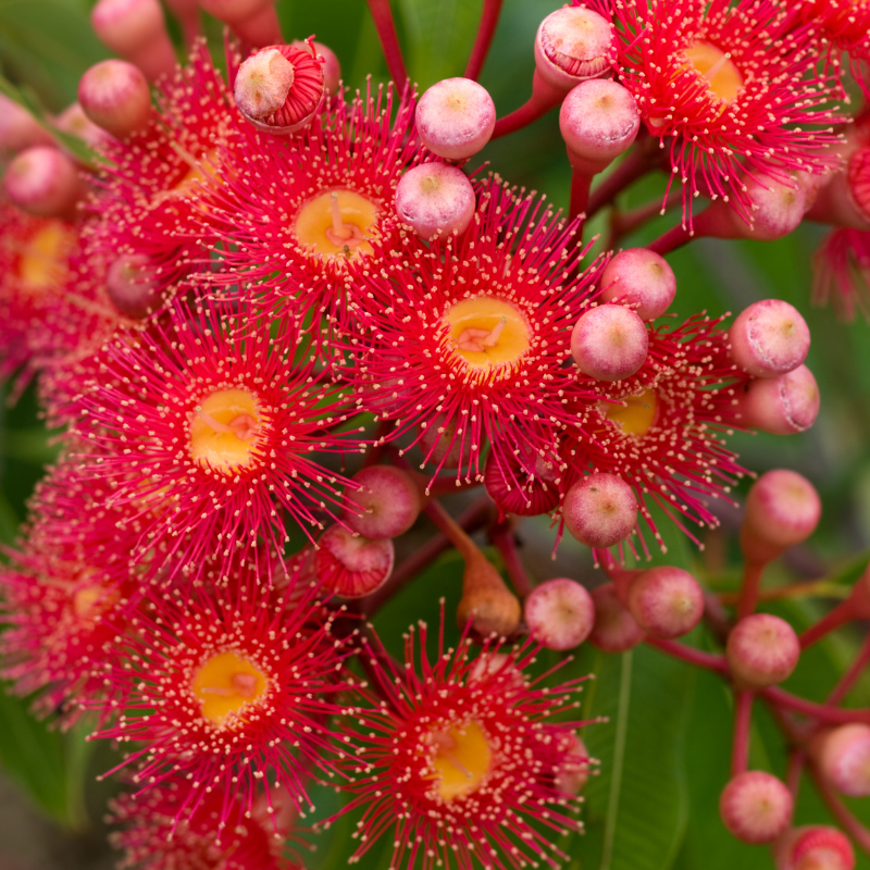 Eucalyptus Hybrid, Clonal Eucalyptus seeds - 200