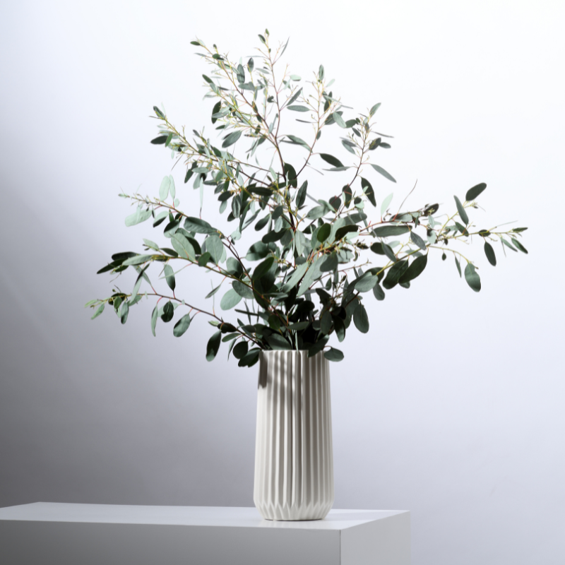 Eucalyptus Hybrid, Clonal Eucalyptus seeds - 200
