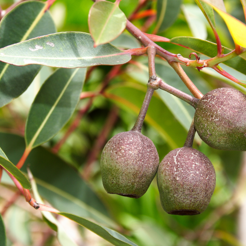 Eucalyptus Hybrid, Clonal Eucalyptus seeds - 200