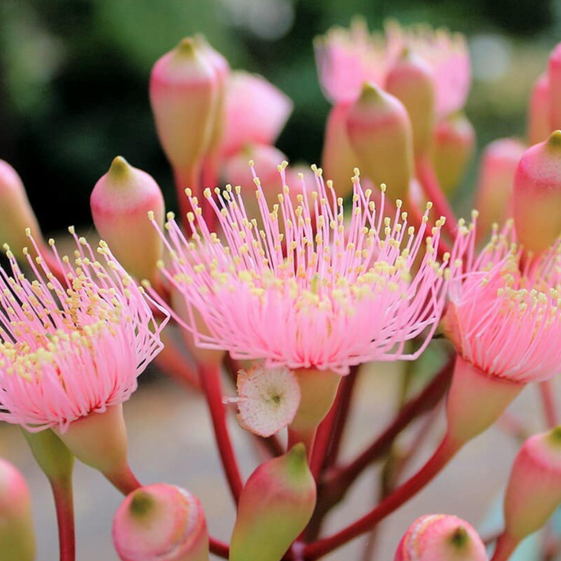 Eucalyptus Hybrid, Clonal Eucalyptus seeds - 200