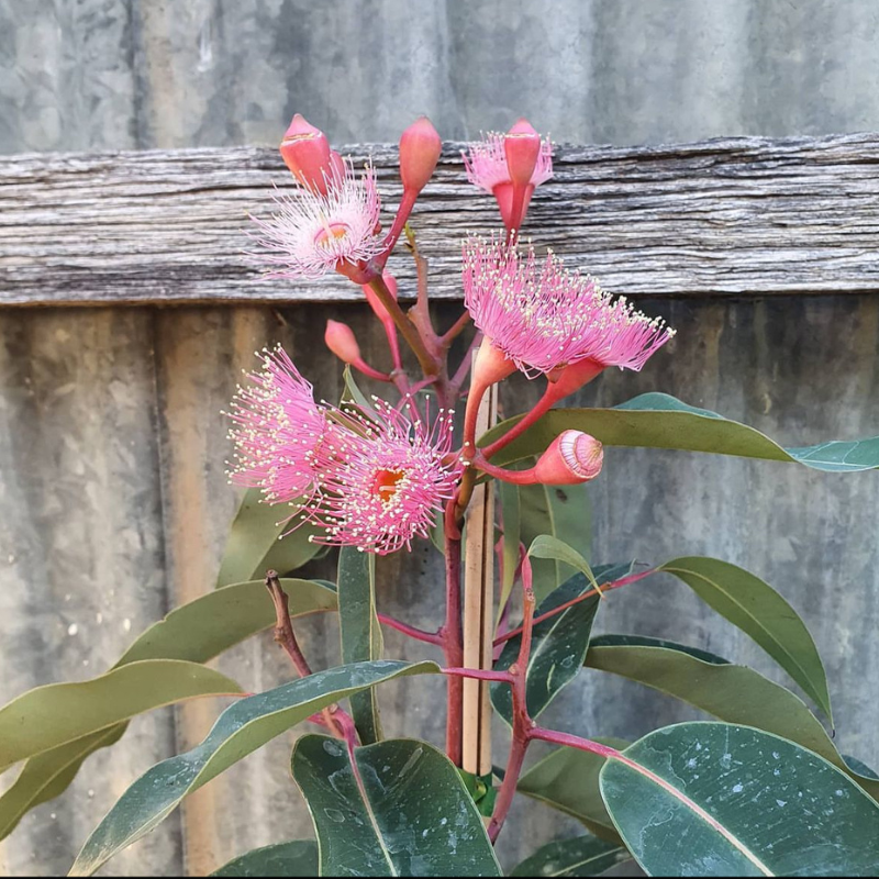 Eucalyptus Hybrid, Clonal Eucalyptus seeds - 200
