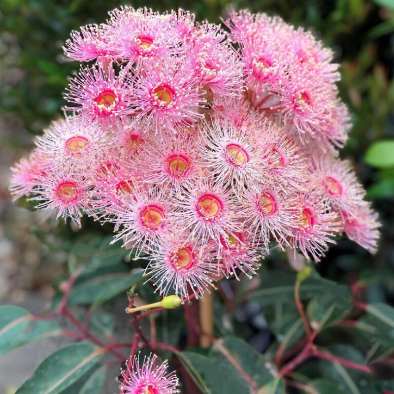 Eucalyptus Hybrid, Clonal Eucalyptus seeds - 200