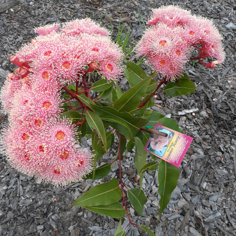 Eucalyptus Hybrid, Clonal Eucalyptus seeds - 200